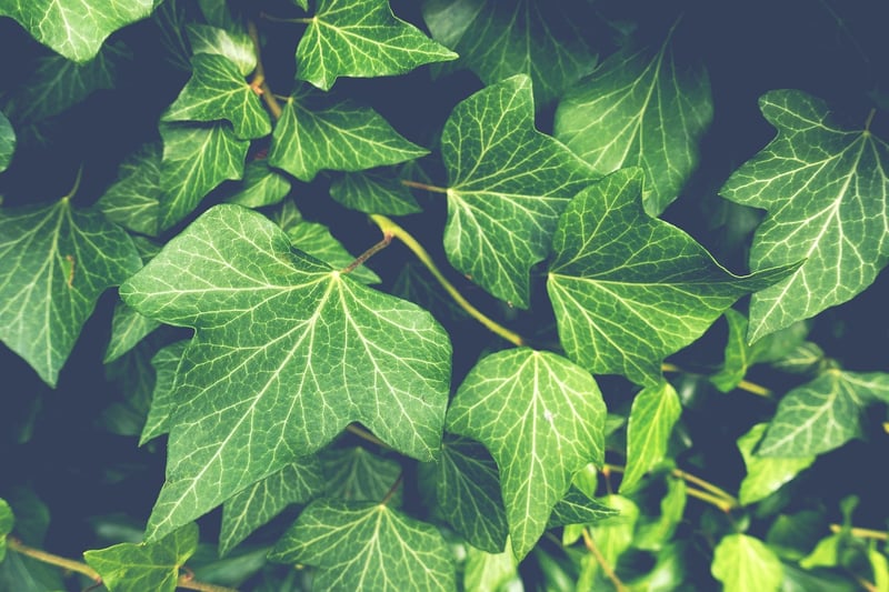 Pothos Plant